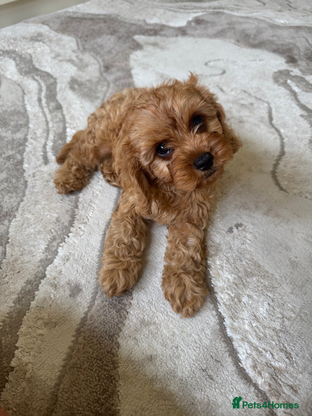 Cavapoo dogs for sale: !Ready now! F1 cavapoos kc reg parents - Image 11