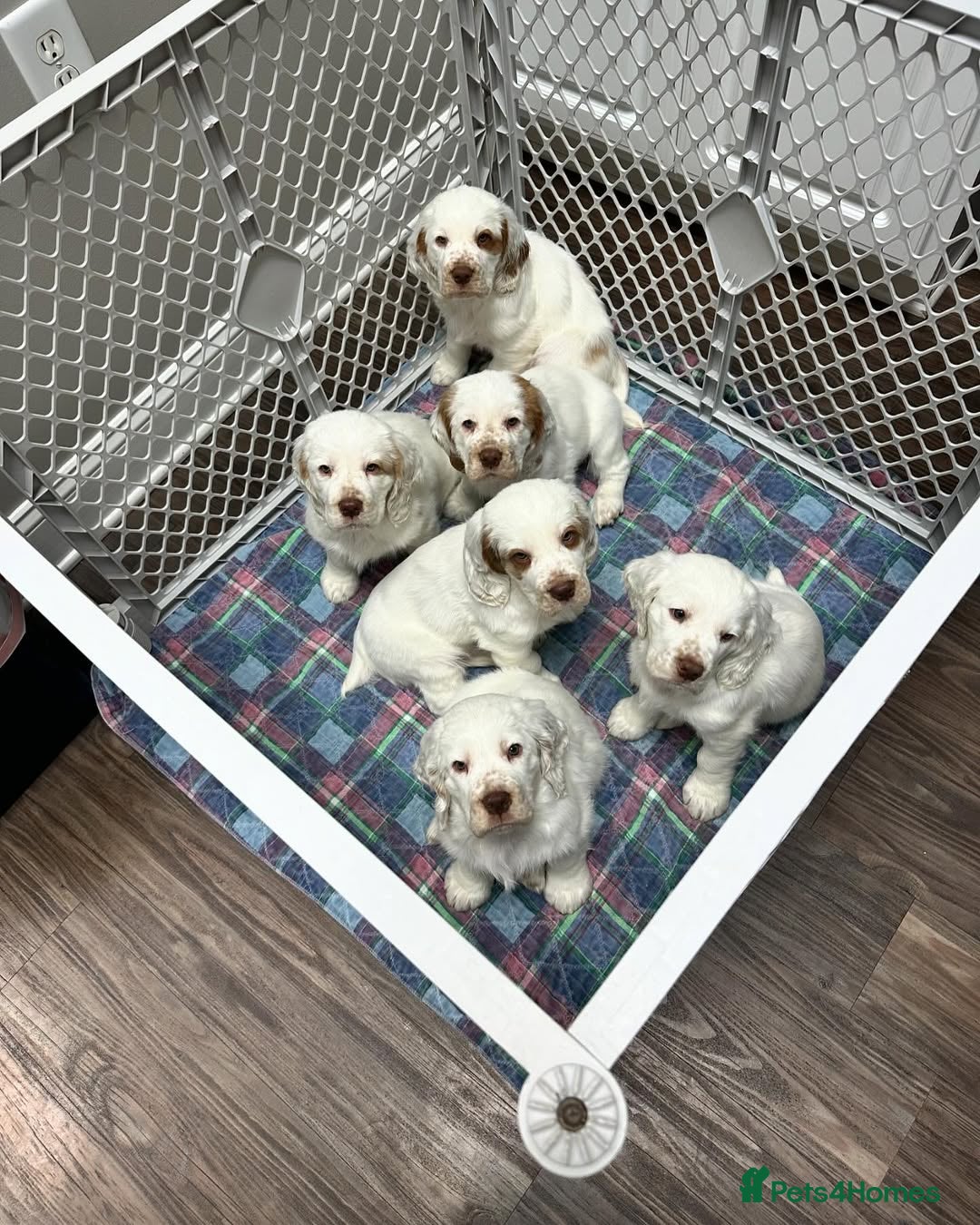 Clumber Spaniel dogs for sale: Clumber Spaniel Puppies for Sale - Advert 1