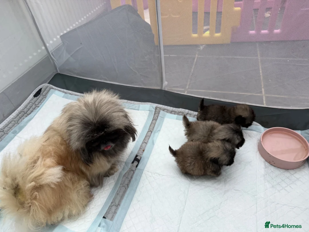 Pekingese dogs for sale: Kc Pekingnese sable Blk mask 3 little girls  - Advert 1