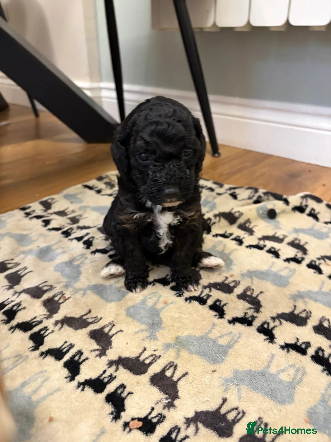 Sheepadoodle dogs for sale: Sheepadoodle  - Advert 8