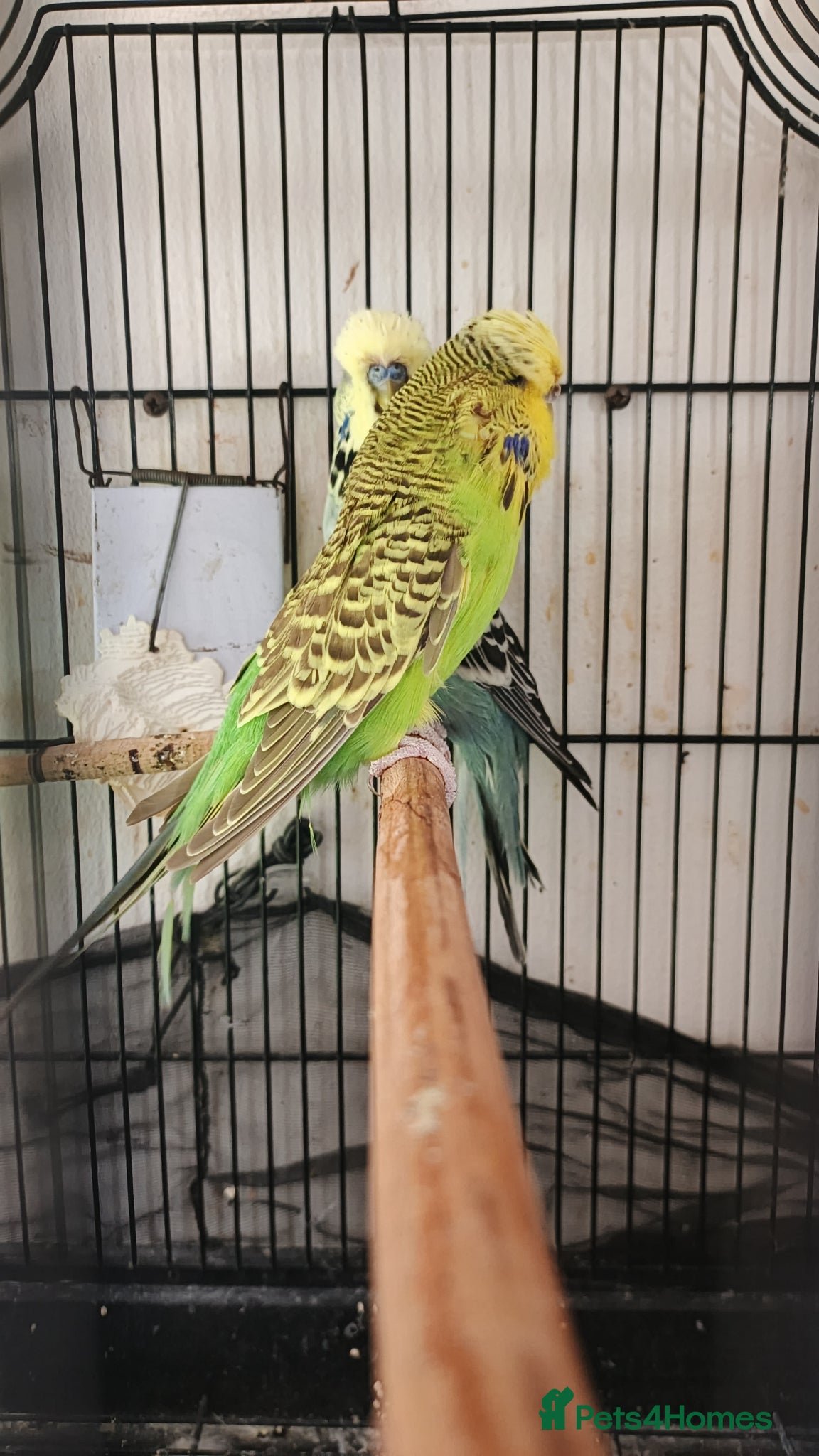 Budgerigars birds English budgies  - Advert 3