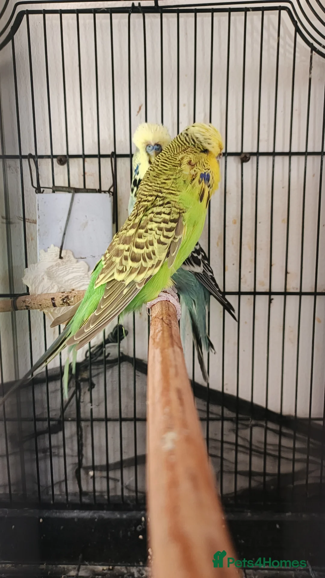 Budgerigars birds for sale: English budgies  in Liverpool - Advert 1