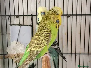 Budgerigars birds English budgies - Advert 3