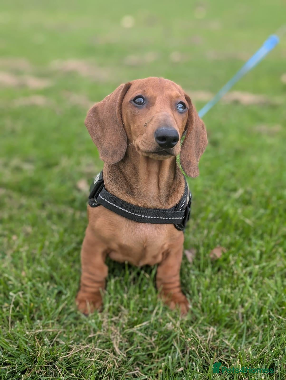 Dachshund dogs for sale: Champion Bloodline Standard Dachshund - Advert 1