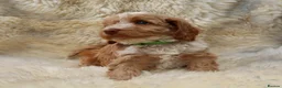 Cockapoo dogs for sale: FI CHAMPAGNE AND WHITE  MALE FROM 5* BREEDER - Advert 13