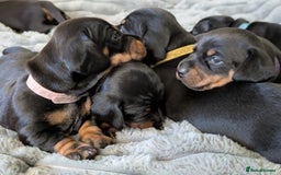 Dachshund dogs for sale: 🐾 Standard Dachshund Puppies-Absolutely perfect🐾 - Image 4
