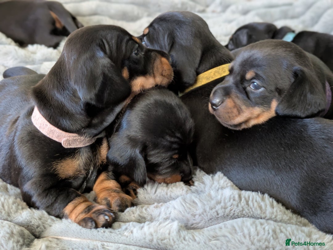 Dachshund dogs for sale: 🐾 Standard Dachshund Puppies-Absolutely perfect🐾 - Image 4
