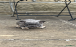 French Bulldog dogs for sale: miniature French bulldog carrying fluffy isabella - Image 8