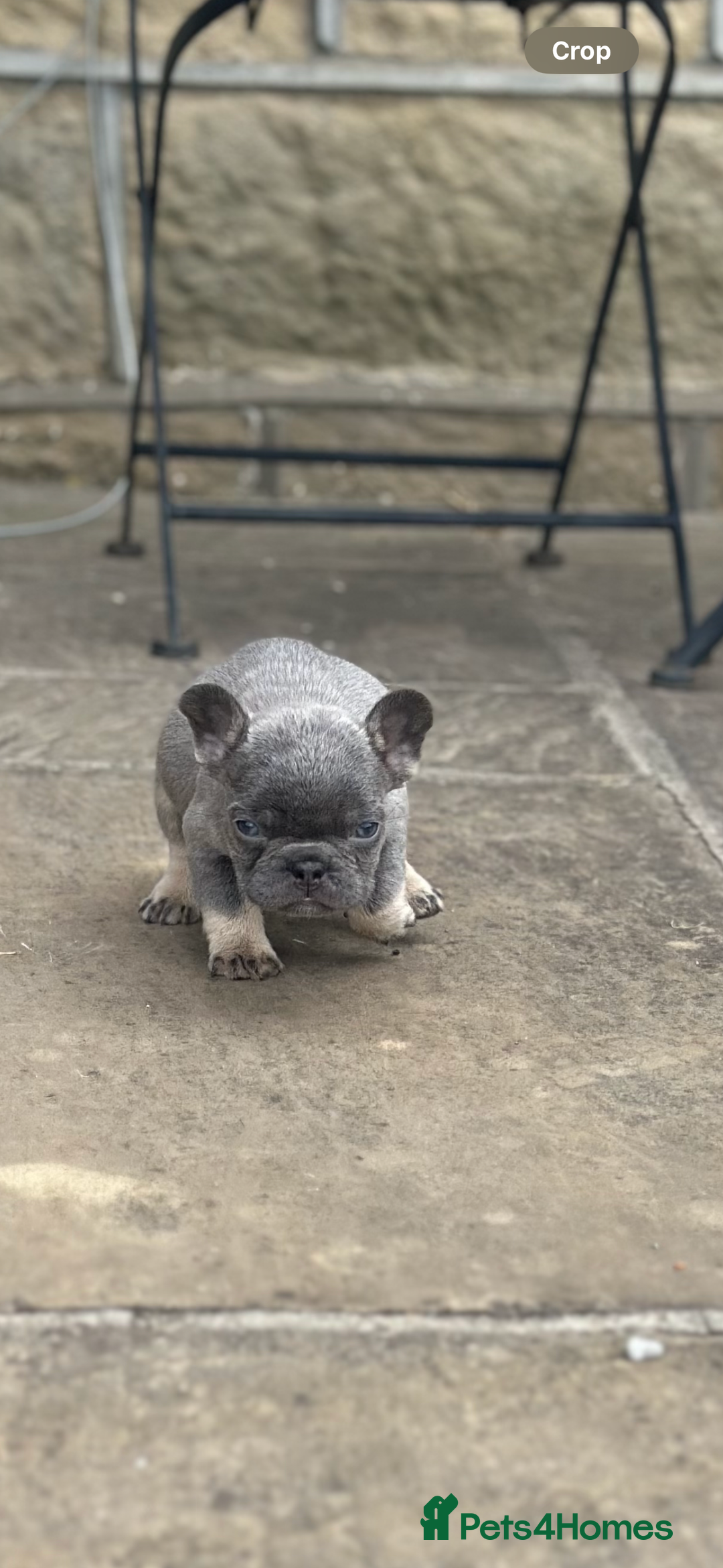 French Bulldog dogs for sale: miniature French bulldog carrying fluffy isabella - Image 8