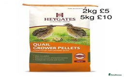 Quail poultry for sale: Beautiful Button Quail Chicks (CPQ, King) - Image 22