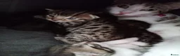 Bengal cats for sale: Beautiful baby bengals in Burnley - Advert 7
