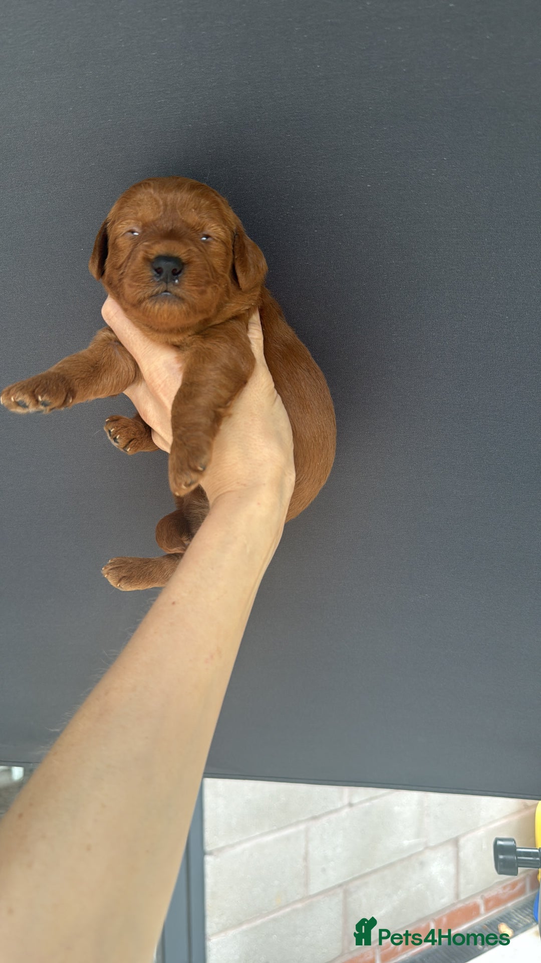Cavapoo dogs for sale: Beautiful ruby Cavapoo's DNA tested parents in  - Image 3