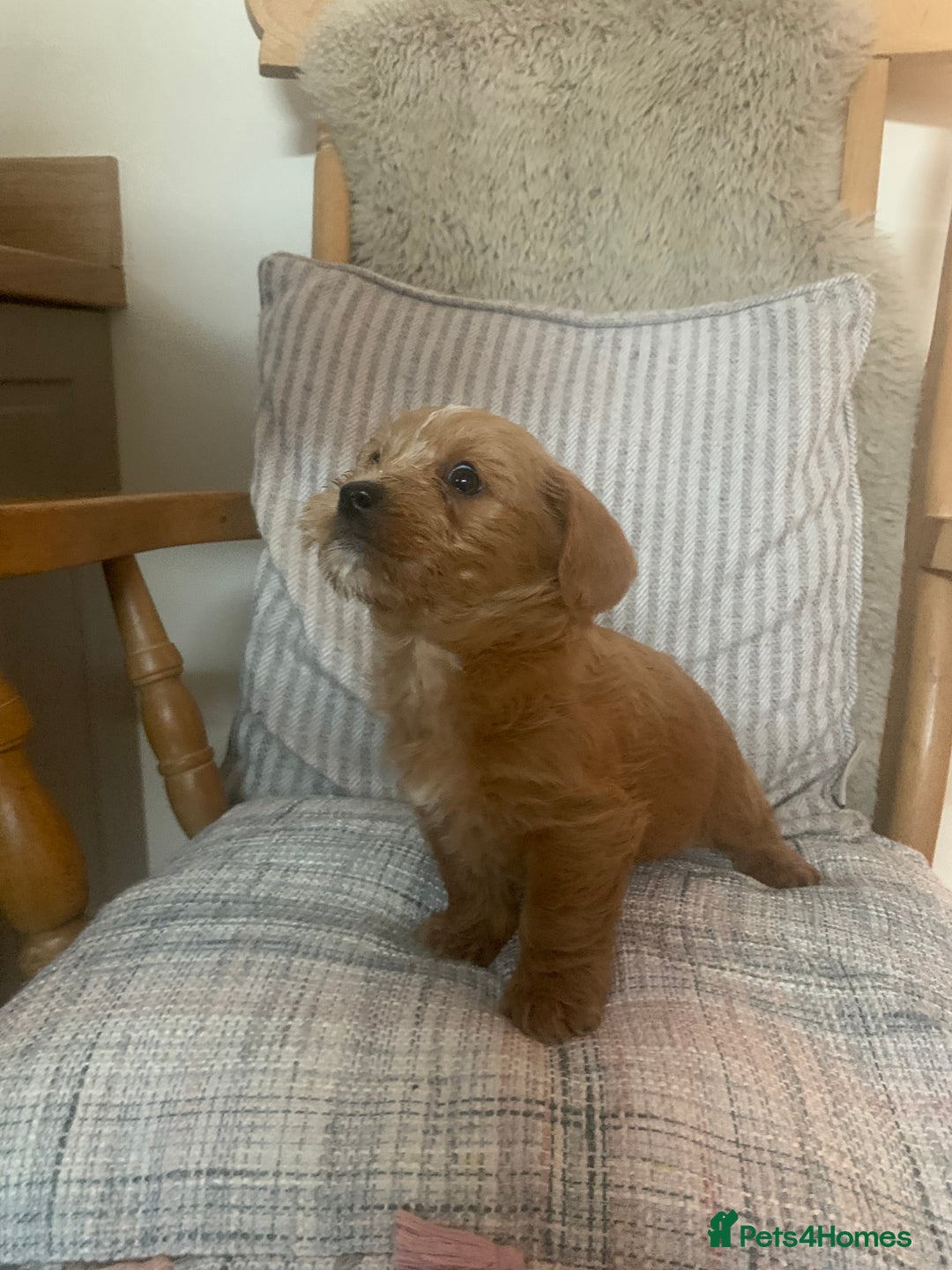 Mixed Breed dogs for sale: Cavapoo/Westiepoo - Advert 12