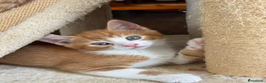 Kitten 3