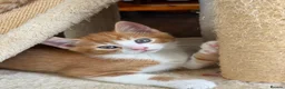 Domestic Shorthair cats for sale: 4 Sweet Boys for Sale  in Marlow - Advert 5