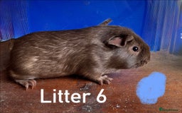 Guinea Pig rodents for sale: Baby Guinea Pigs For Sale - Image 16
