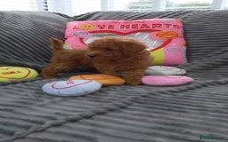 Miniature Poodle dogs for sale: Miniature red poodles 2💙2🩷 - Image 14