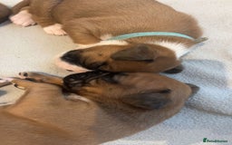Boxer dogs for sale: Beautiful Boxer Puppies  🐾 - Image 2