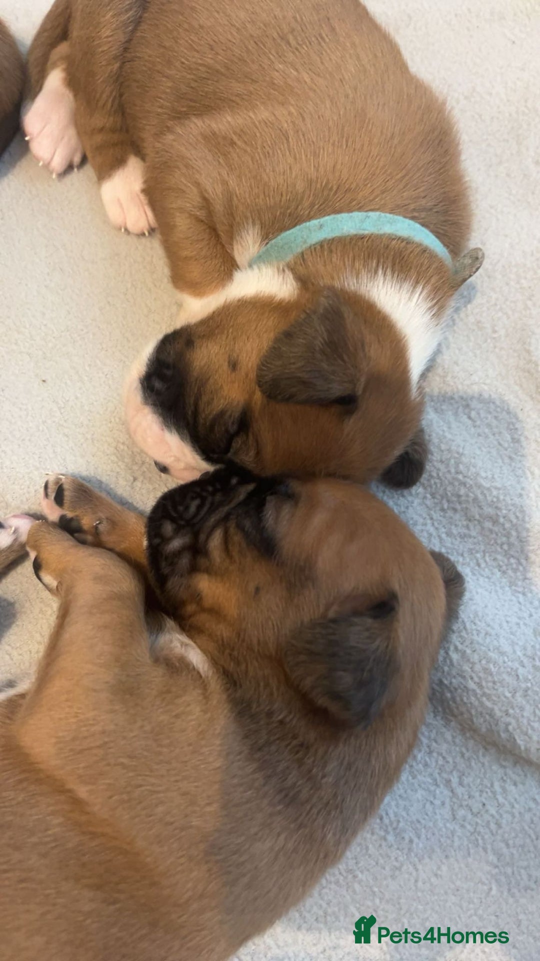 Boxer dogs for sale: Beautiful Boxer Puppies  🐾 - Image 2