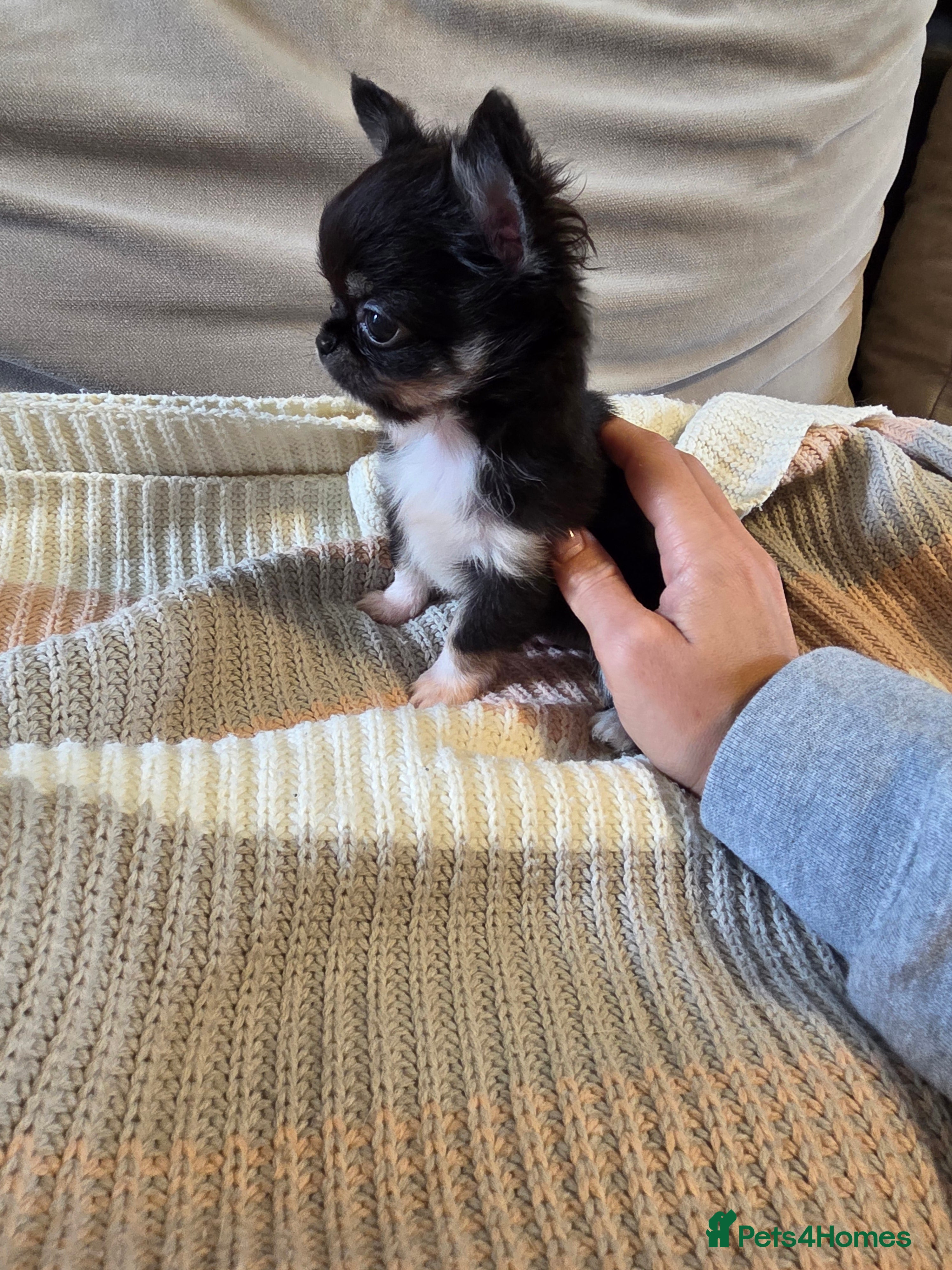 Chihuahua dogs Chihuahua puppies  - Advert 2