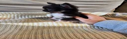 Chihuahua dogs for sale: Chihuahua puppies  - Advert 2