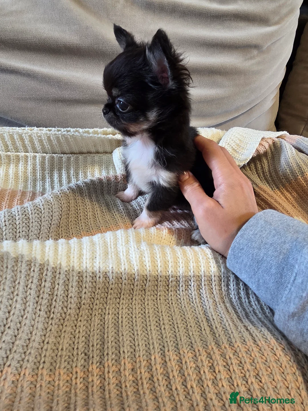 Chihuahua dogs for sale: Chihuahua puppies  - Advert 2