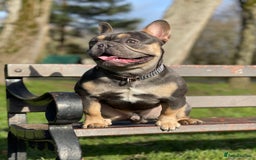 French Bulldog dogs for stud: Best producer known around  in Leigh - Image 12