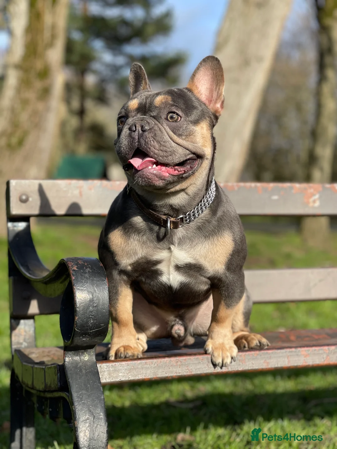 French Bulldog dogs for stud: Best producer known around  in Leigh - Advert 12