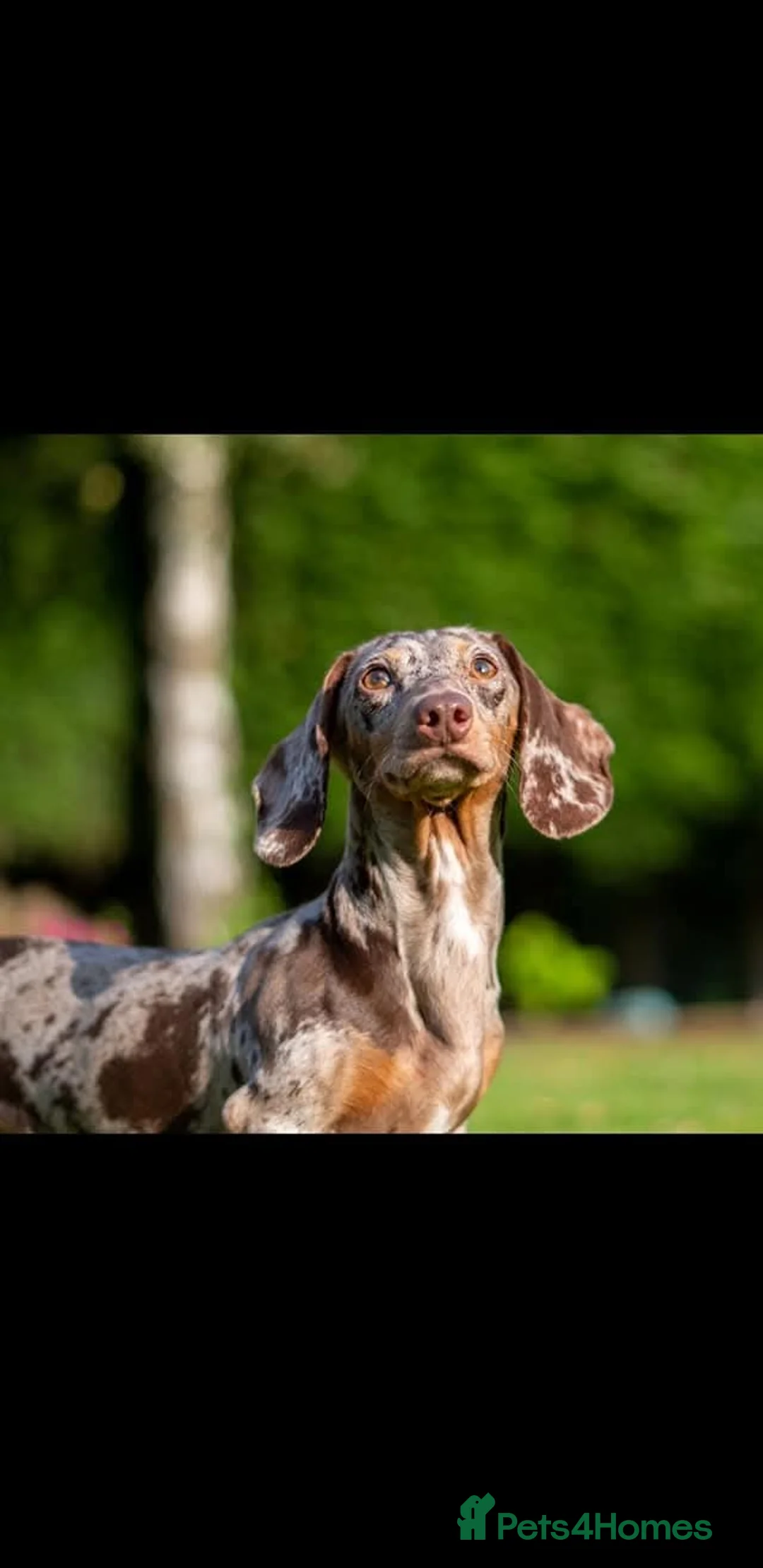 Miniature Dachshund dogs for stud: Mr Bogangles  - Advert 3