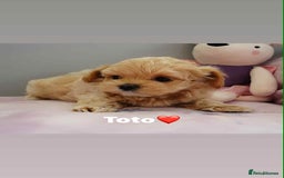 Maltipoo dogs for sale: Tiny F1 Asian Maltipoo puppies. Ready now! - Image 23