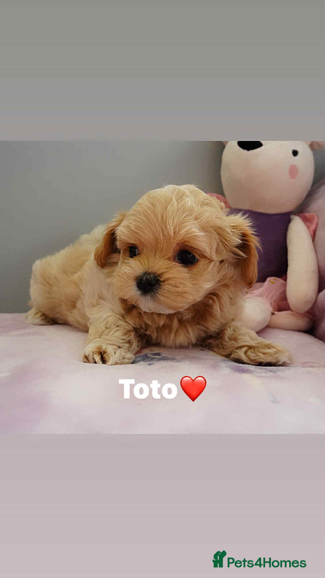 Maltipoo dogs for sale: Tiny F1 Asian Maltipoo puppies. Ready now! - Image 23