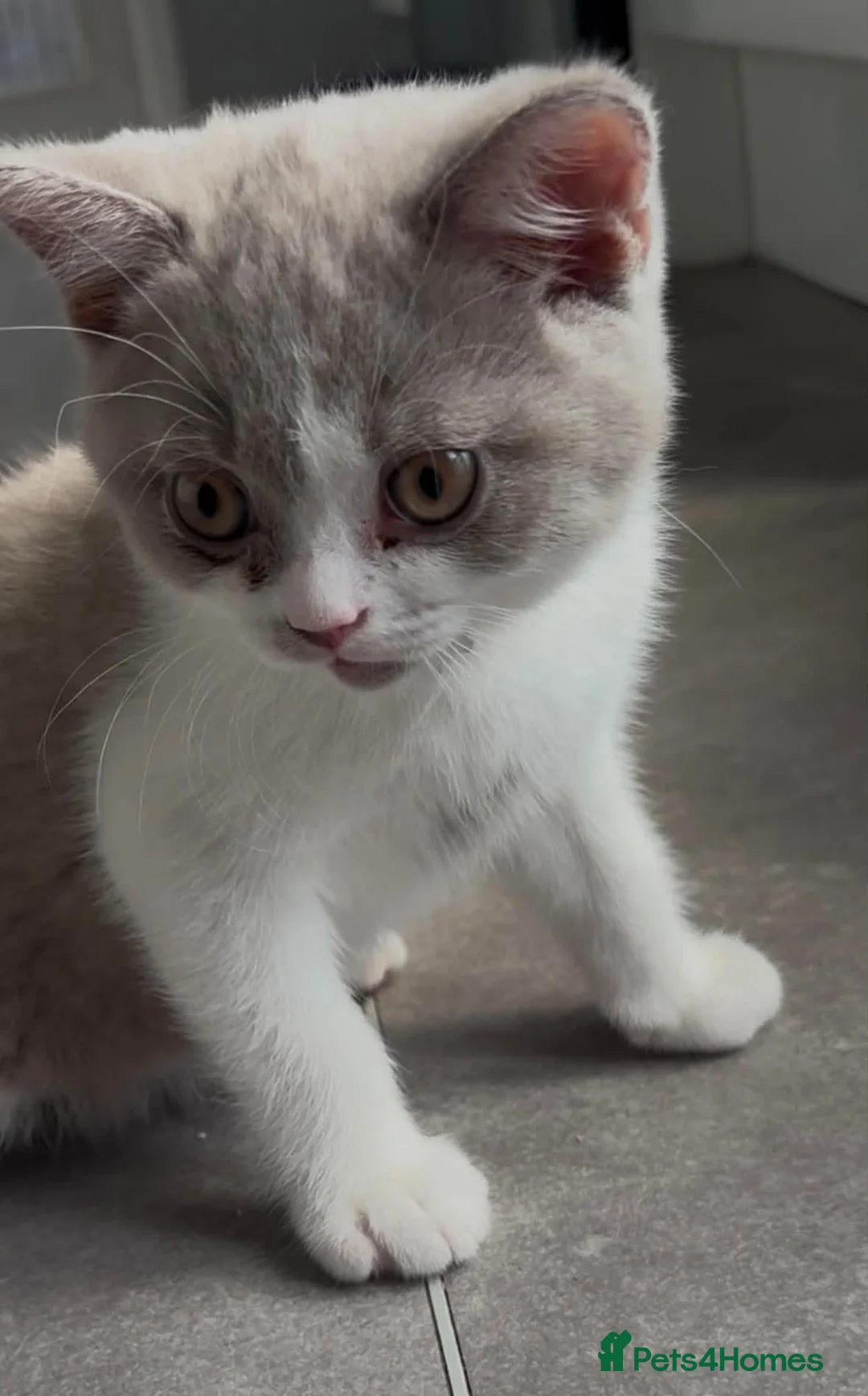 British Shorthair cats for sale: Olny  1 boy left Britishorthairs kitten ready  now - Advert 2