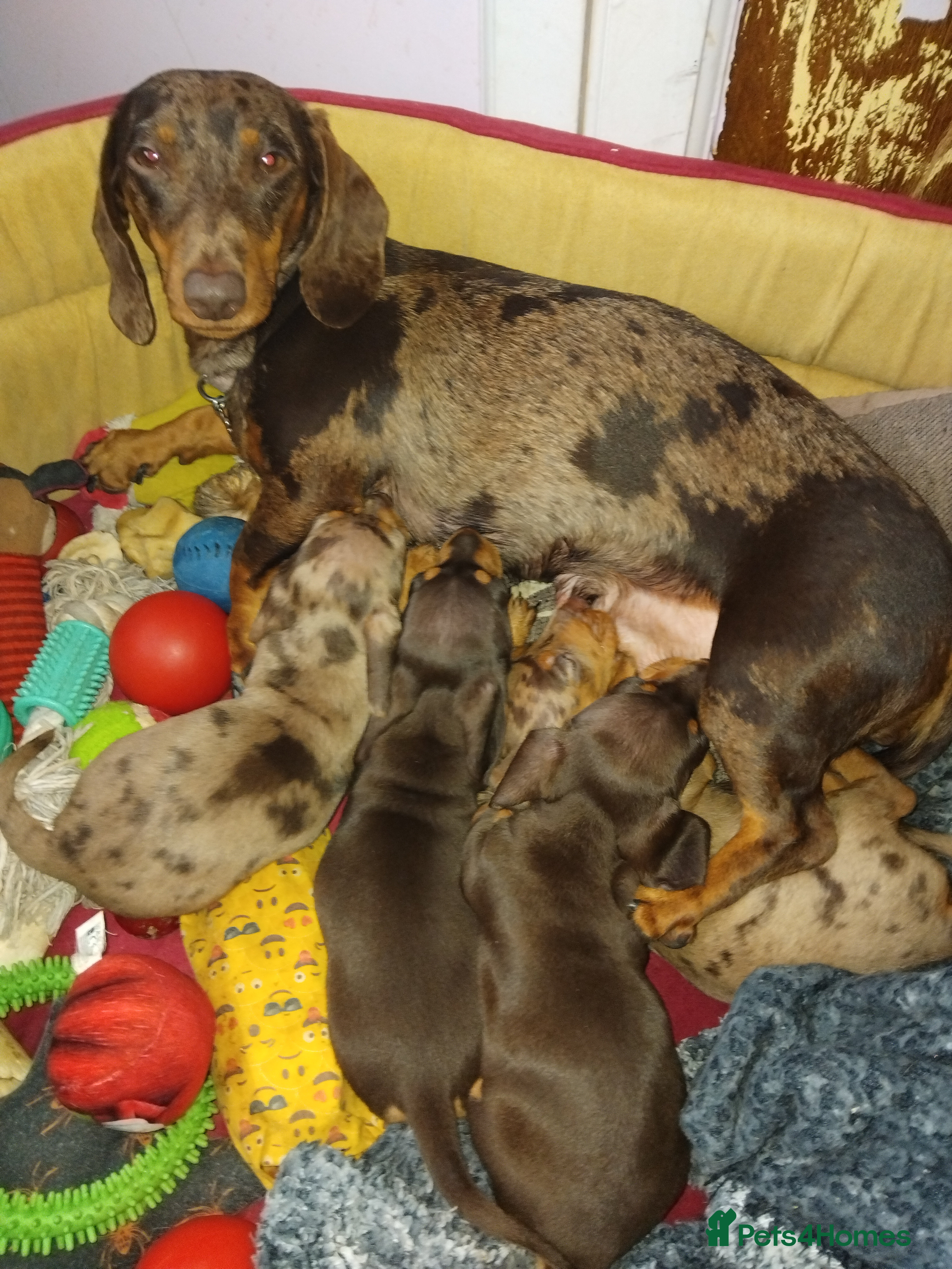 Miniature Dachshund dogs Miniature dachund - Advert 7