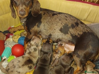 Miniature Dachshund dogs Miniature dachund - Advert 6