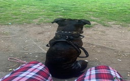 Mixed Breed dogs for sale: 2 year old female cane corso cross boxer - Image 3