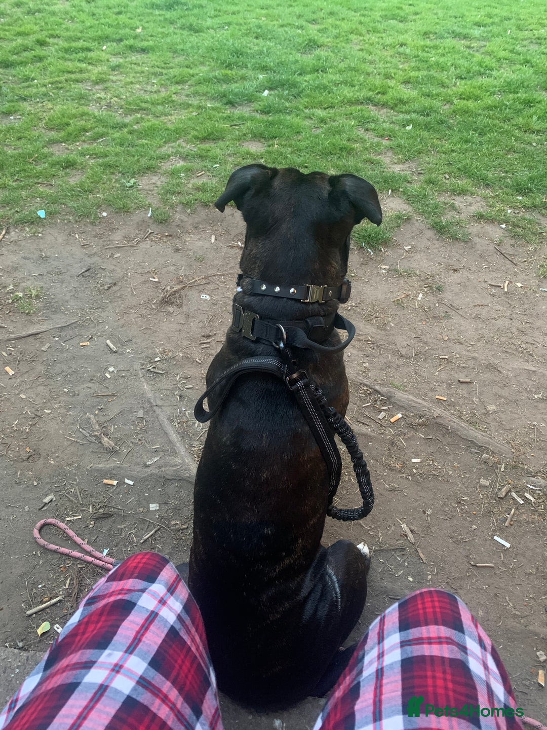 Mixed Breed dogs for sale: 2 year old female cane corso cross boxer - Image 3