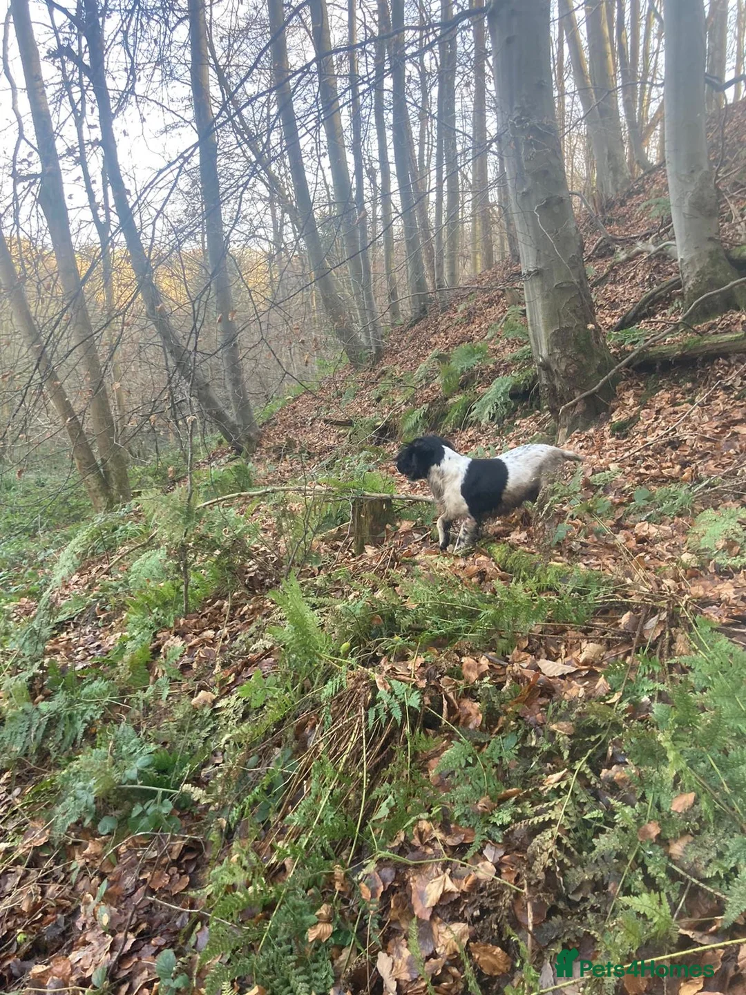 English Springer Spaniel dogs for stud: Beautiful Fully Health tested in Wrexham - Advert 9