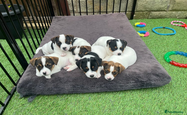Jack Russell dogs - Advert 1
