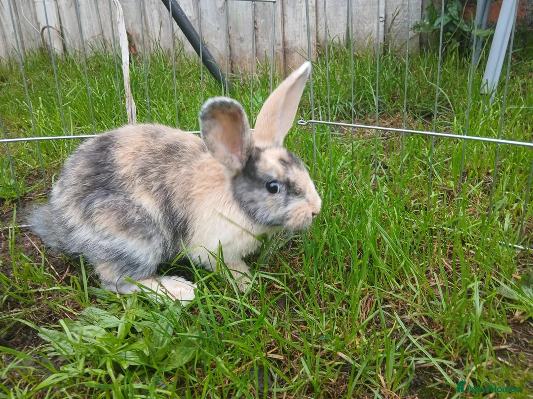 Mixed Breed rabbits for sale: Mix breed harlequin buck - Advert 2