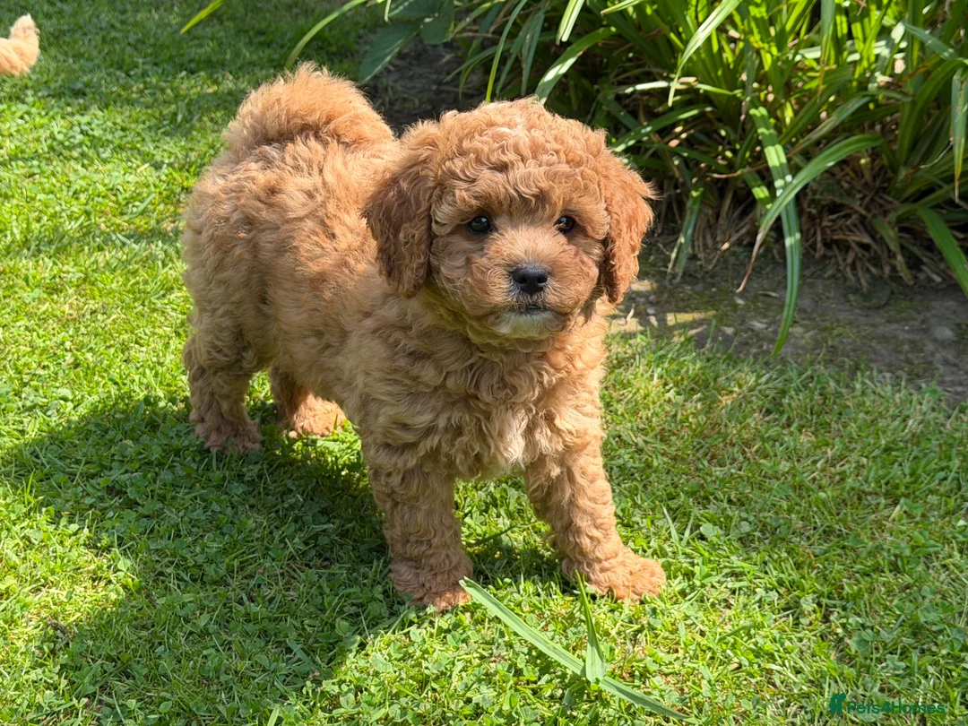 Cavachon dogs for sale: 5 ⭐️Gorgeous F1 Fox Red boy Cavapoochon. - Advert 2