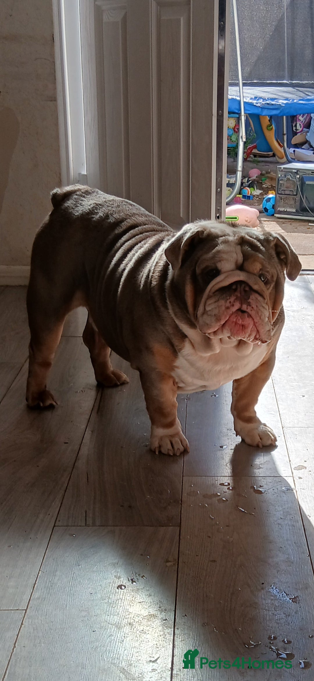 English Bulldog dogs for sale: Lovely English Bulldog - Image 2