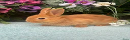 Mixed Breed rabbits for sale: 6 mini lop cross 3 female, 3 male - Advert 3