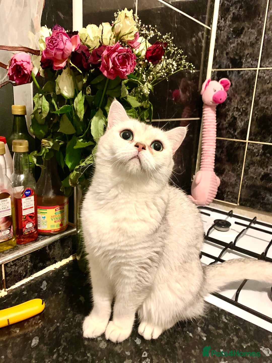 British Shorthair cats for sale: Lovely British Shorthair Neutered Girl  - Image 4