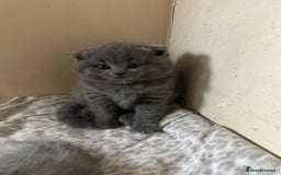 Scottish Fold cats for sale: Scottish fold kittens ready for reservation. - Image 6