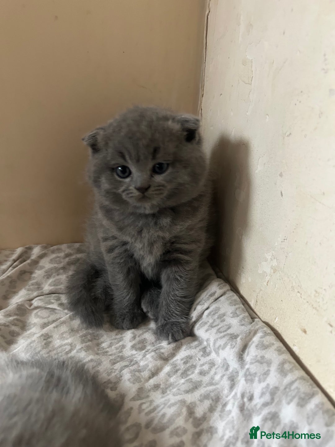 Scottish Fold cats for sale: Scottish fold kittens ready for reservation. - Image 6