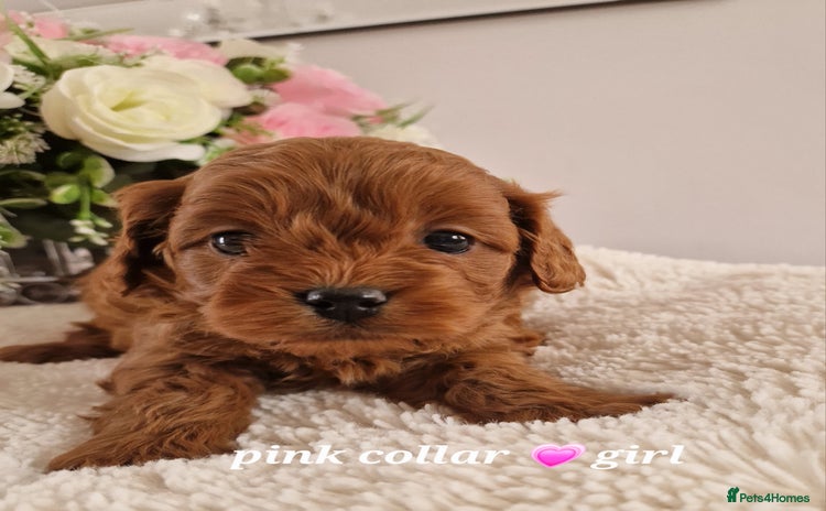 Cavachon dogs - Advert 2