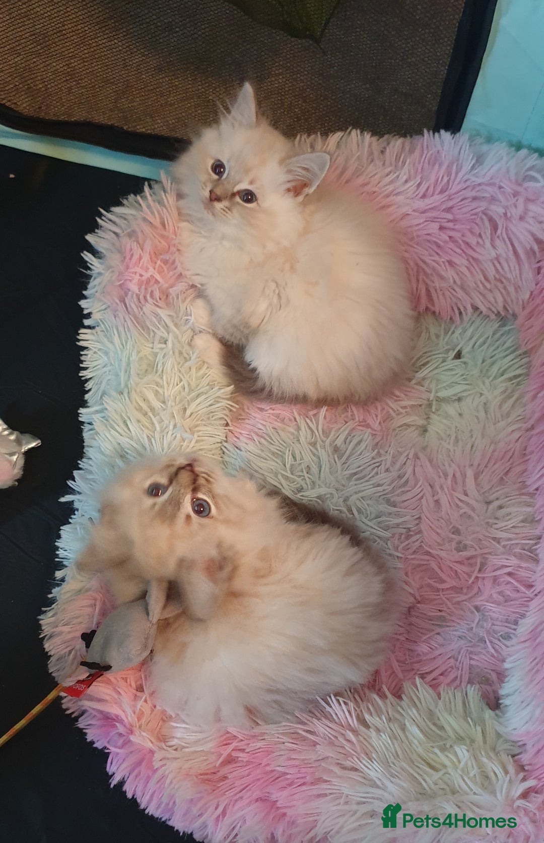 Ragdoll cats for sale: Absolutely Stunning GCCF Registered Kittens. - Advert 5
