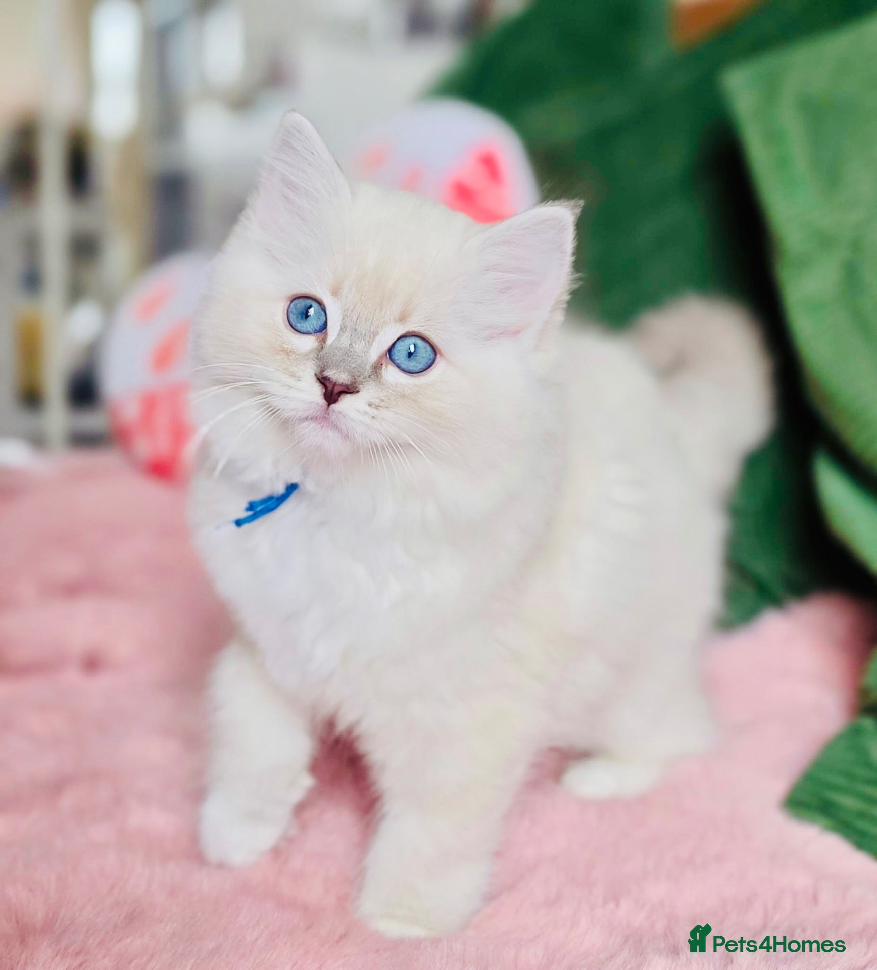 Ragdoll cats 💙 ACTIVE REGISTERED RAGDOL, DNA TESTED PARENTS 💙 - Advert 1