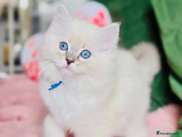 Ragdoll cats 💙 ACTIVE REGISTERED RAGDOL, DNA TESTED PARENTS 💙 - Advert 6