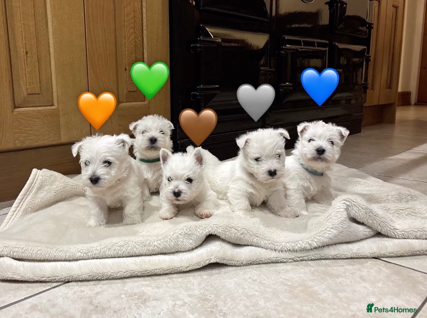 West Highland Terrier dogs 5 Gorgeous KC Registered West Highland Terriers - Advert 1